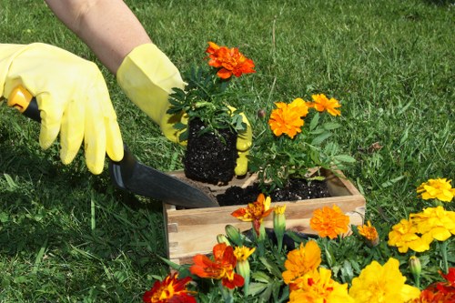 A close-up view of a gardener’s hand wearing a yellow gardening glove, using a small trowel to transplant a potted marigold plant into a wooden planter box situated on a lush green lawn. The planter contains vibrant orange and yellow flowers, with some flowers already planted and others awaiting placement. The surrounding garden area features a well-maintained grassy space with a mixture of flowering plants and possibly flower beds. The background shows natural outdoor lighting, indicating a bright and sunny day, suitable for gardening activities. This scene underscores outdoor horticultural work typical of a residential garden in Downham, highlighting the care involved in planting and maintaining flower borders. The image reflects the services offered by Hedge Trimming Downham, emphasizing gardening, planting, and landscape upkeep in a local outdoor environment.