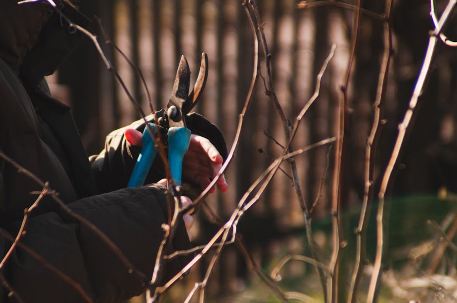 A close-up view of a gardener's hands wearing black gloves, using a pair of pruning shears with blue handles to trim the bare branches of a shrub. The background features a softly blurred garden scene